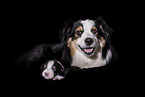newborn Miniature Australian Shepherd