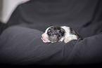newborn Miniature Australian Shepherd