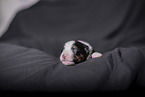 newborn Miniature Australian Shepherd