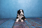 Miniature Australian Shepherd puppy