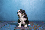 Miniature Australian Shepherd puppy
