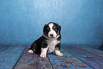 Miniature Australian Shepherd puppy