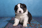 Miniature Australian Shepherd puppy