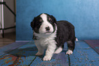 Miniature Australian Shepherd puppy