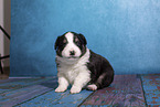 Miniature Australian Shepherd puppy