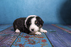 Miniature Australian Shepherd puppy