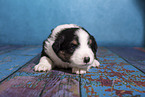 Miniature Australian Shepherd puppy