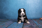 Miniature Australian Shepherd puppy