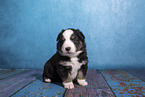 Miniature Australian Shepherd puppy