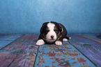 Miniature Australian Shepherd puppy