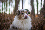 Miniature Australian Shepherd