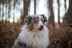 Miniature Australian Shepherd