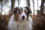 Miniature Australian Shepherd