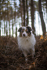 Miniature Australian Shepherd