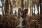 Miniature Australian Shepherd