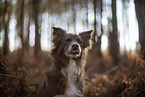 Miniature Australian Shepherd