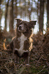 Miniature Australian Shepherd