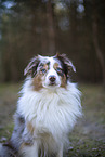 Miniature Australian Shepherd