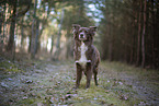 Miniature Australian Shepherd