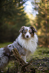 Miniature Australian Shepherd