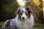 Miniature Australian Shepherd