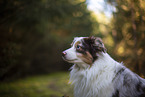 Miniature Australian Shepherd