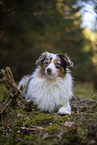 Miniature Australian Shepherd