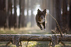 Miniature Australian Shepherd