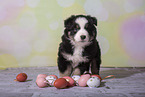 Miniature Australian Shepherd Puppy