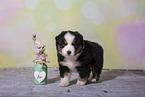Miniature Australian Shepherd Puppy