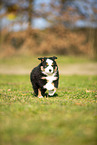 Miniature Australian Shepherd puppy