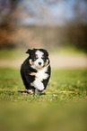 Miniature Australian Shepherd puppy