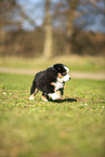 Miniature Australian Shepherd puppy