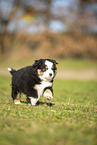 Miniature Australian Shepherd puppy
