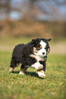 Miniature Australian Shepherd puppy