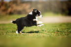 Miniature Australian Shepherd puppy