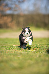 Miniature Australian Shepherd puppy