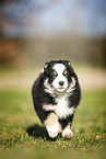 Miniature Australian Shepherd puppy