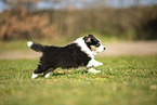 Miniature Australian Shepherd puppy