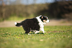 Miniature Australian Shepherd puppy