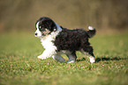 Miniature Australian Shepherd puppy