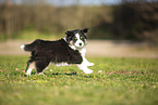 Miniature Australian Shepherd puppy