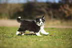 Miniature Australian Shepherd puppy