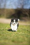 Miniature Australian Shepherd puppy