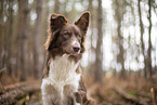 Miniature Australian Shepherd