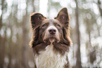 Miniature Australian Shepherd