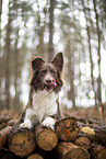 Miniature Australian Shepherd