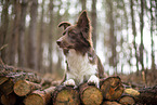 Miniature Australian Shepherd