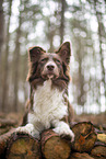 Miniature Australian Shepherd