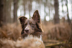 Miniature Australian Shepherd